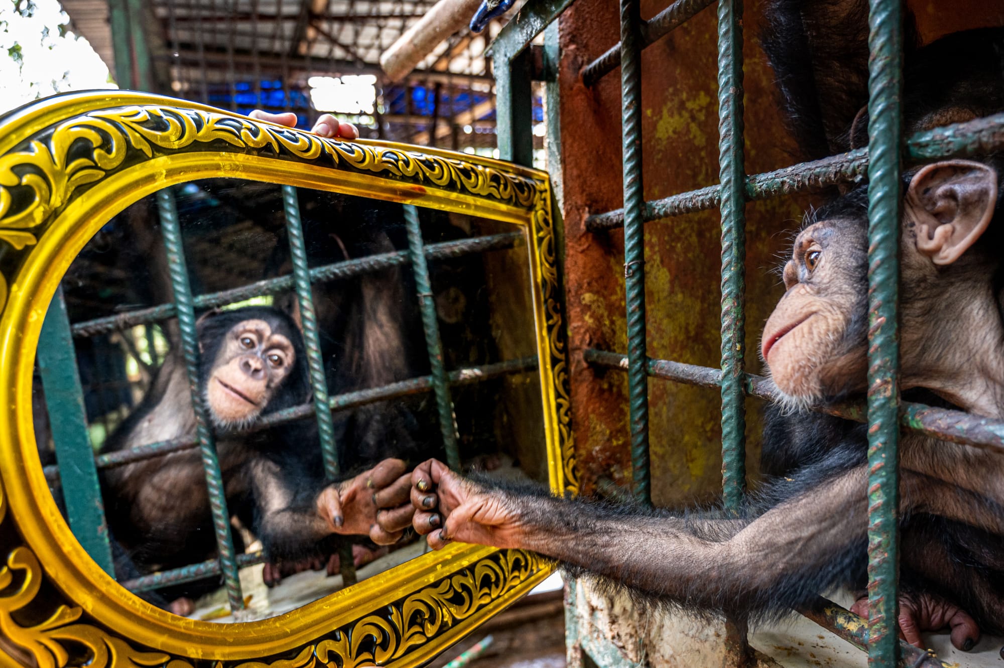 a caged chimpanzee looking into a mirror