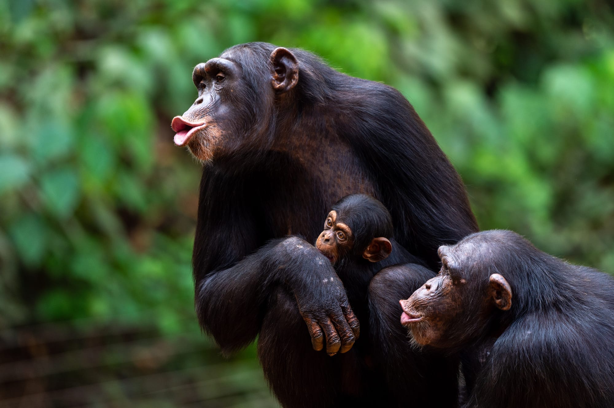 three chimpanzees, including one infant, together