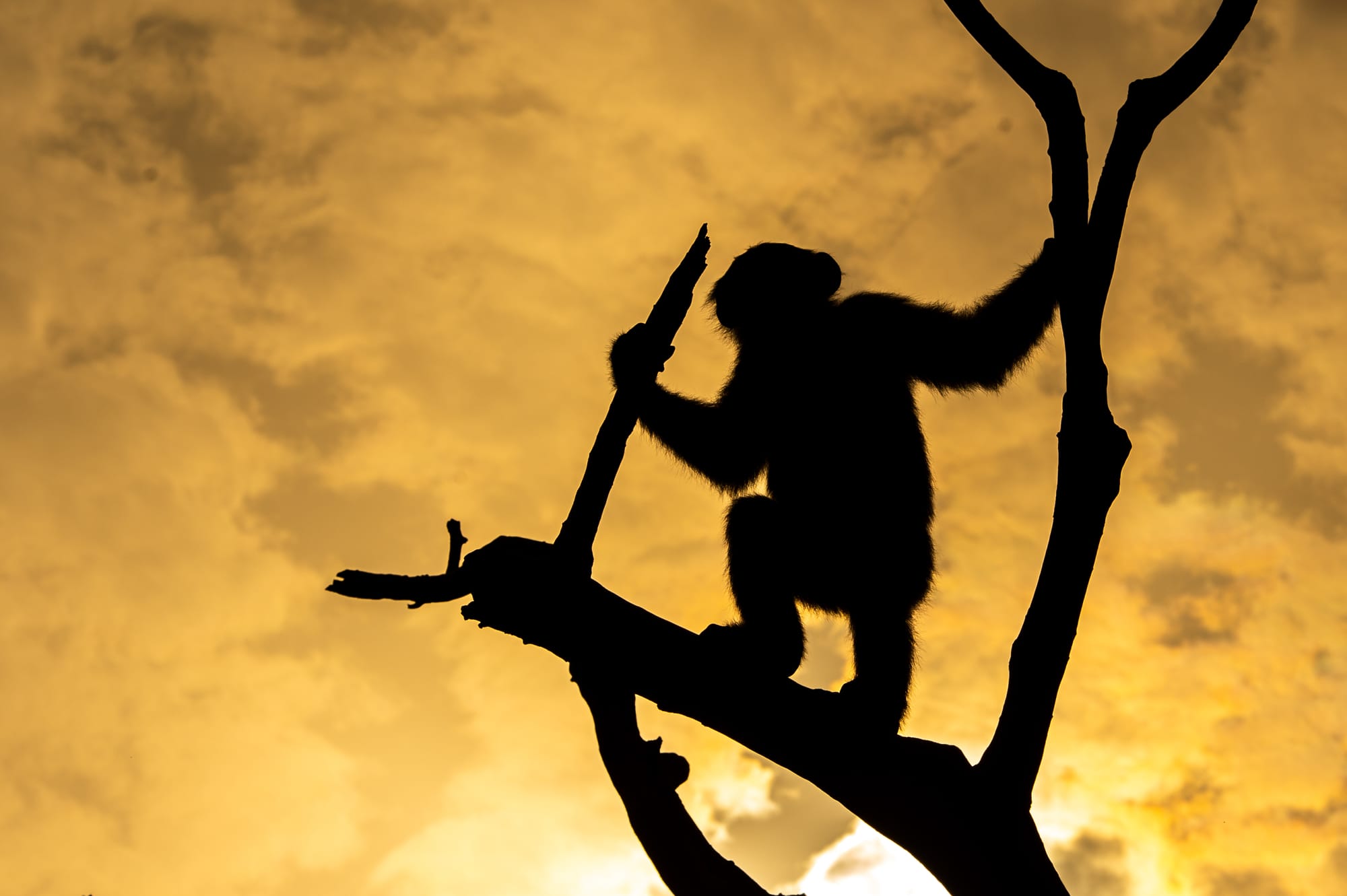 a chimpanzee in the trees, against a sunlit background