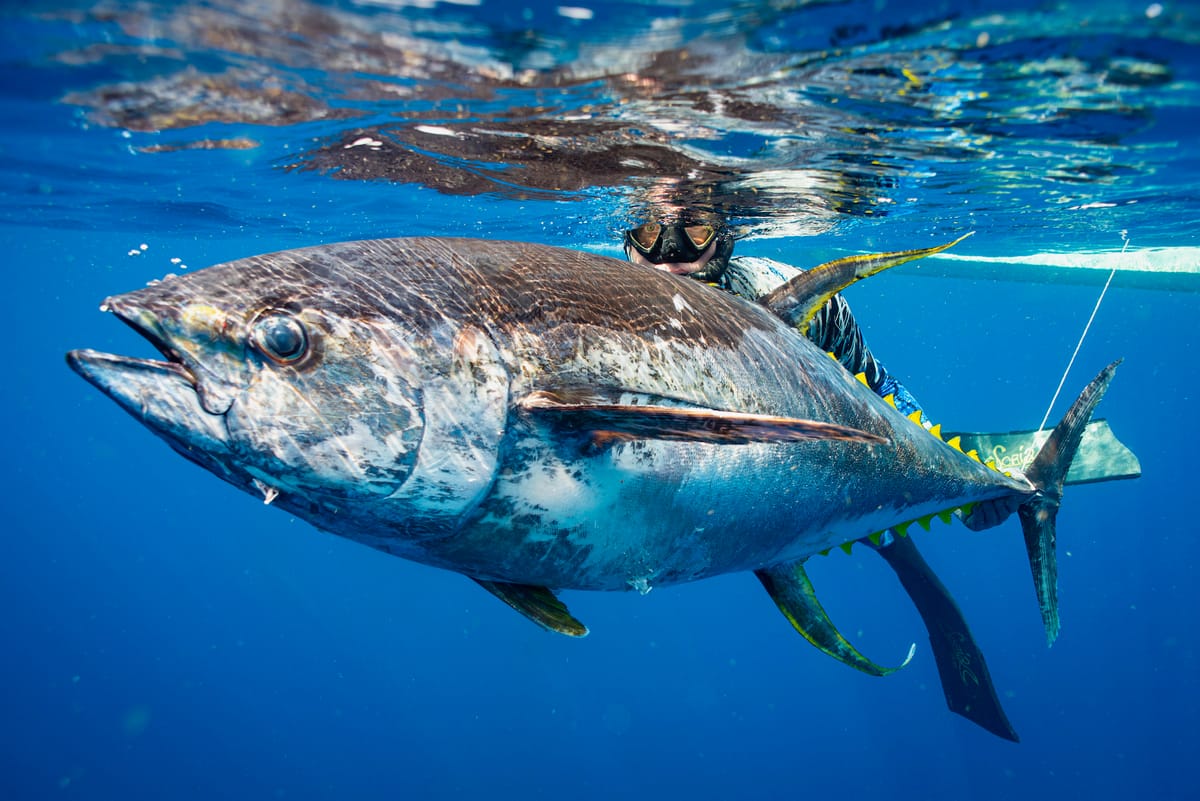 Bluefin Tuna Breaks Rod in Half During Two-Hour Fight