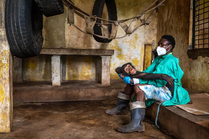 a chimpanzee being nursed at Tacugama Sanctuary