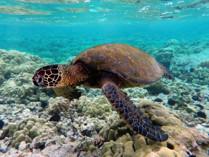 a green turtle swimming over coral reefs in Kona