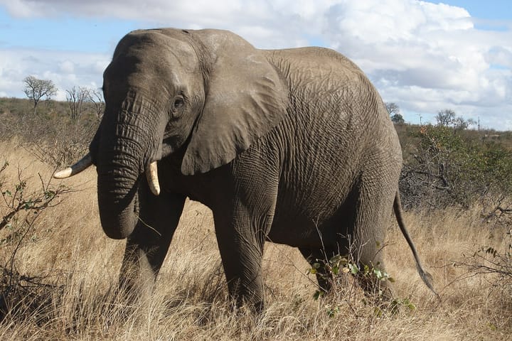 elephant in a dry grassy field