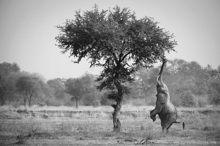 Photograph Collection: When it all Comes Together for Wildlife