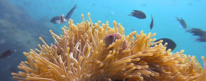 a clownfish in an anemone