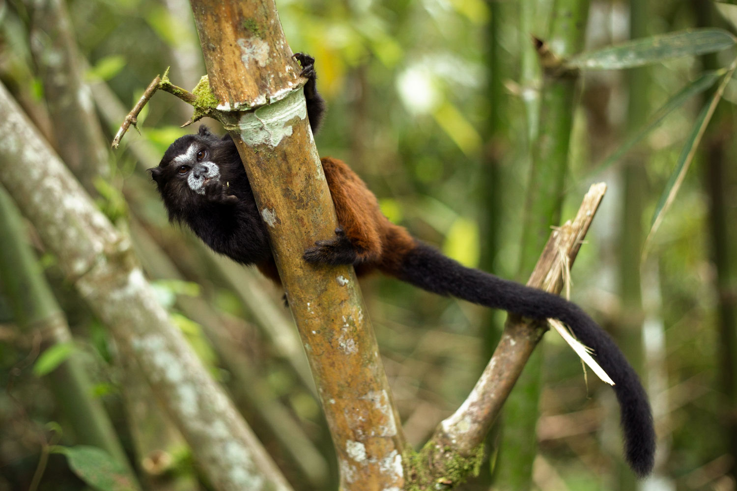 Manu National Park boasts one of the highest degrees of biodiversity in the world. Debates rage as to whether the presence of communities like Yomibato help to protect or further endanger wild animals such as this marmoset, seen swinging from a branch along the Manu River. Photo: Brett Monroe Garner